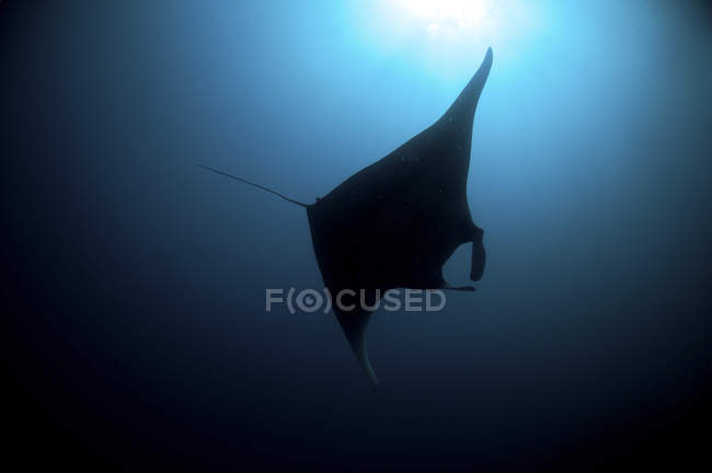 Silhueta de manta ray flutuando em água azul — Fotografia de Stock
