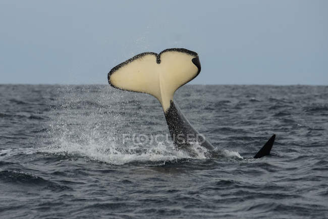Orca killer whale tail splashing in water — Stock Photo
