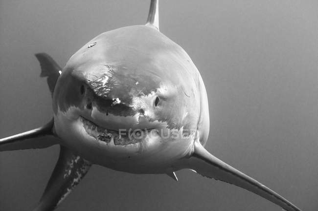 Вид спереду великої білої акули — стокове фото