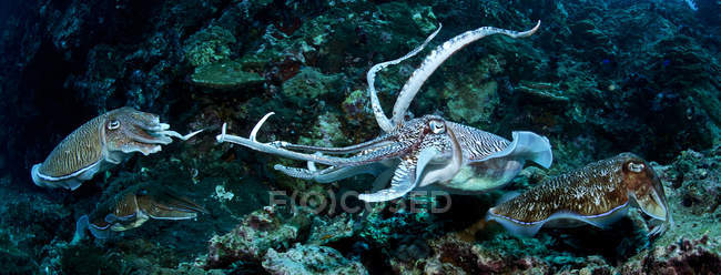 Closeup panoramic mating Pharaoh cuttlefish on reef — Stock Photo
