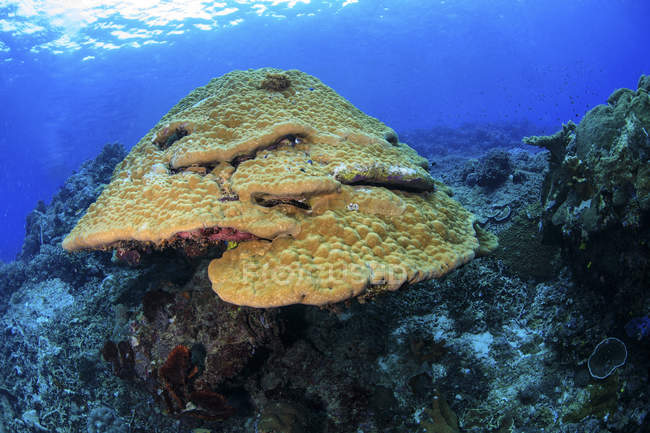 Grande moutarde colline corail sur le récif à Maratua, Indonésie — Photo de stock