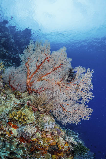 Grande ventilatore di mare sulla parete del sito di immersione Gorgonzola di Maratua, Indonesia — Foto stock