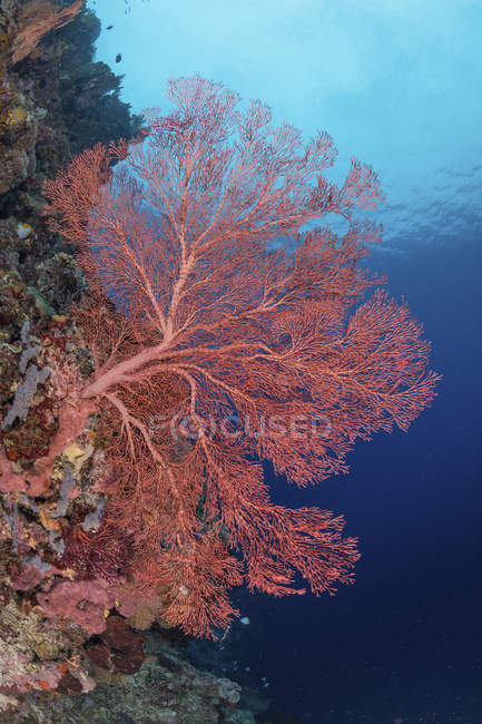 Gran abanico de mar en la pared del sitio de buceo Gorgonzola de Maratua, Indonesia - foto de stock