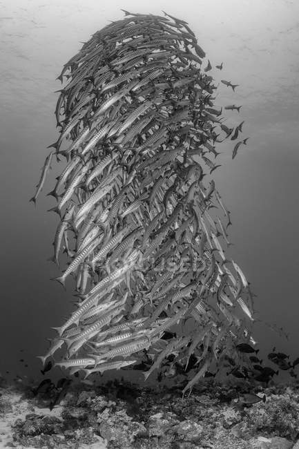 Swirling school of chevron barracuda fish — Stock Photo