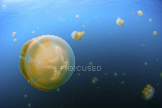 Medusas doradas flotando en agua azul - foto de stock