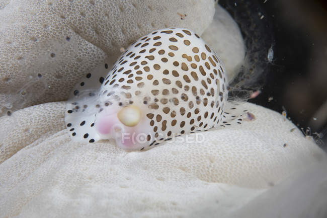 Крупный план маленького яйца каури на мягких кораллах — стоковое фото