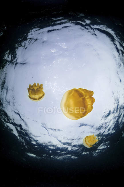 Medusas douradas flutuando em água azul — Fotografia de Stock