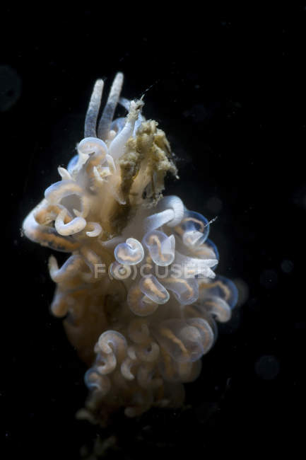 Due Cuthona nudibranchi che mangiano un idroide — Foto stock