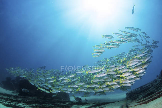 Escola de snappers amarelos nadando sobre os destroços de El Vencedor no Mar de Cortez — Fotografia de Stock