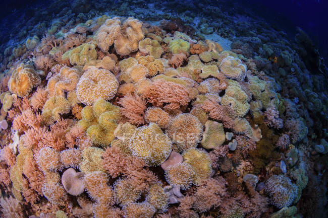 Recifes coloridos corais suaves de Sangalaki, Indonésia — Fotografia de Stock