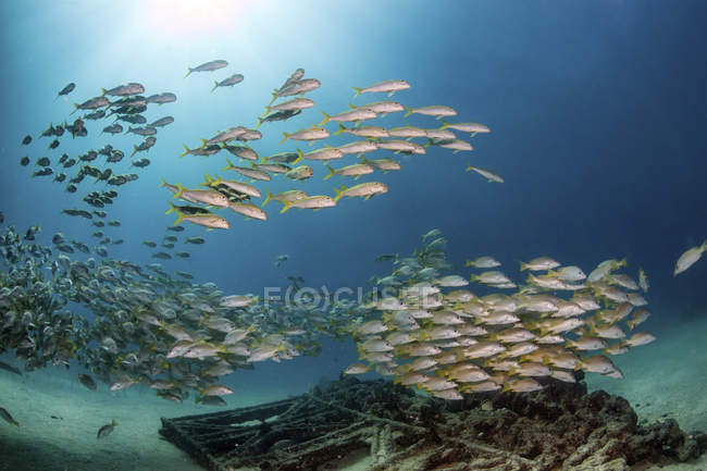 School of yellow snappers hovering near the wreck of El Vencedor in the Sea of Cortez — Stock Photo