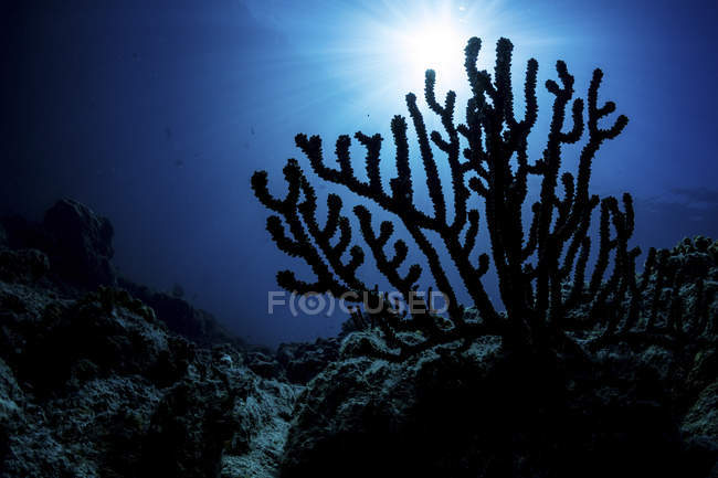 Silhouette d'un éventail marin sur récif corallien. Mer de Cortez, La Paz, Basse Californie Sur, Mexique — Photo de stock