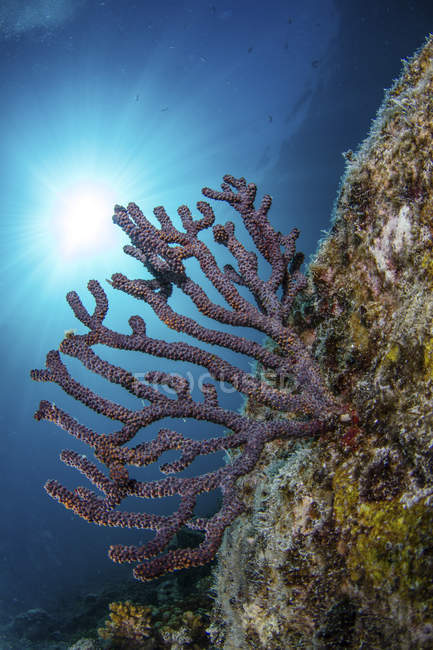Ventilateur de mer gorgone sur récif corallien — Photo de stock