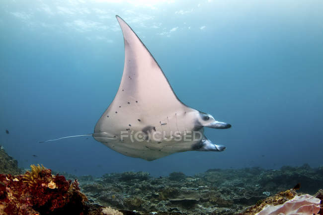 A reef manta ray floating over seabed, Nusa Penida, Indonesia — Stock Photo