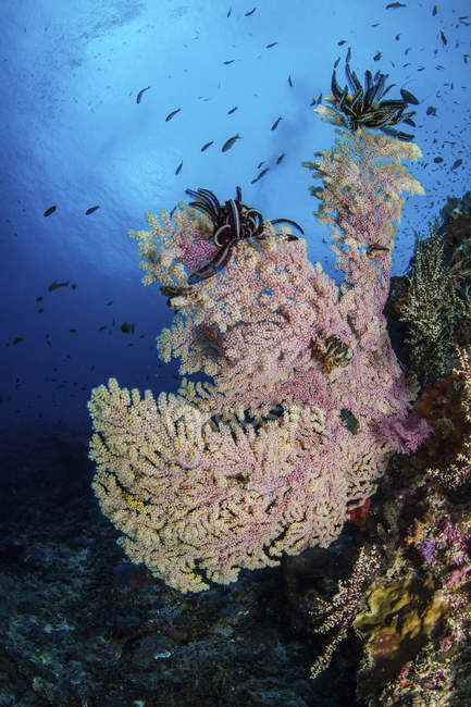 Seascape of Crystal Bay in Nusa Penida, Indonesia — fish, animals - Stock  Photo | #200643944