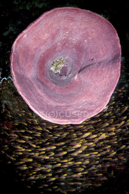 Pink barrel sponge and bait fish flock — Stock Photo