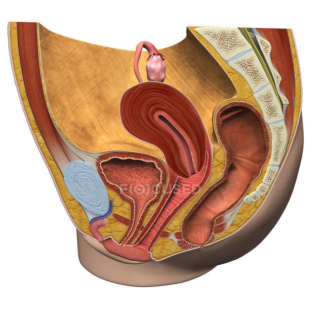 Sagittal view of female reproductive system — Stock Photo