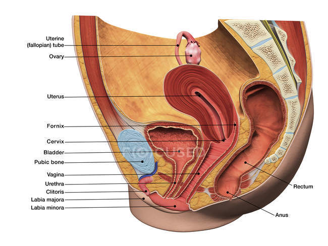 Сагиттальный взгляд на женскую репродуктивную систему с этикетками — стоковое фото