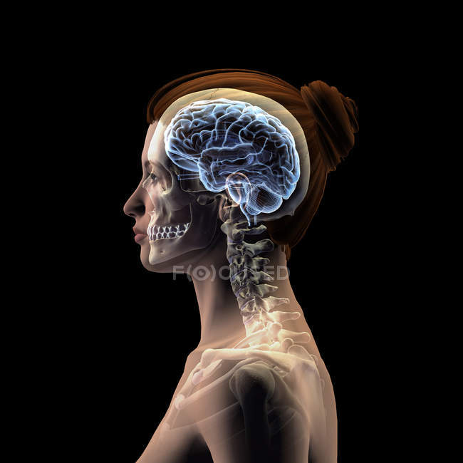 Профиль женской головы с черепом и мозгом на черном фоне — стоковое фото