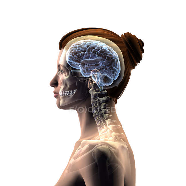Профиль женской головы с черепом и мозгом изолирован на белом фоне — стоковое фото