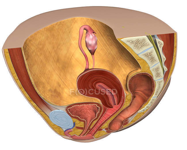 Сагиттальный взгляд на женскую репродуктивную систему — стоковое фото
