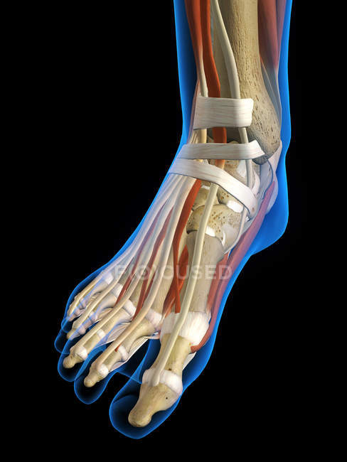 Vista de rayos X del pie de las mujeres sobre fondo negro - foto de stock