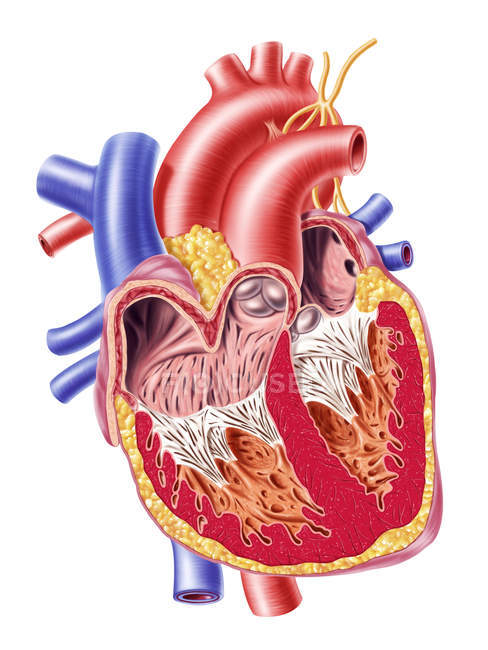 Sezione trasversale con struttura interna dettagliata del cuore umano — Foto stock