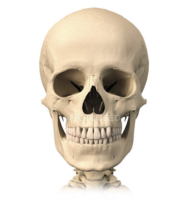 Vista frontale di anatomia del cranio umano isolato su sfondo bianco — Foto stock