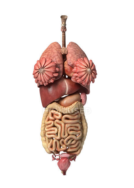 Representación 3D de órganos internos femeninos sanos - foto de stock