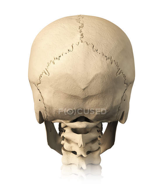 Vista trasera de la anatomía del cráneo humano aislado sobre fondo blanco - foto de stock