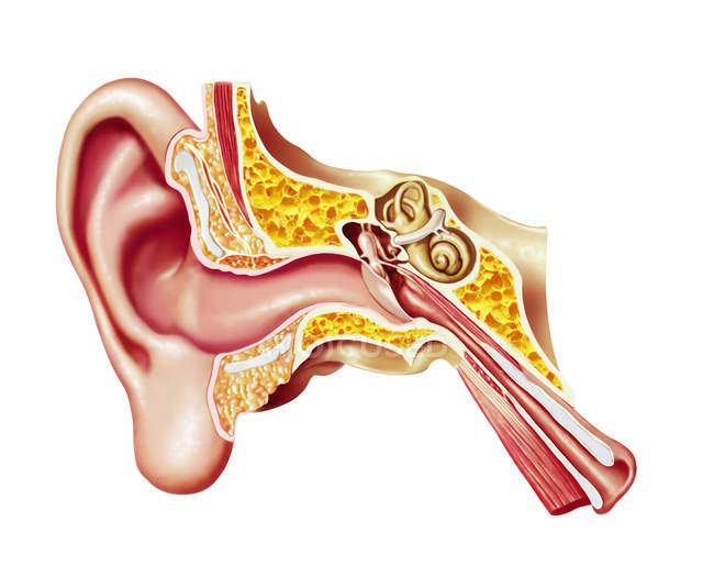 Вырезанная диаграмма человеческого уха на белом фоне — стоковое фото