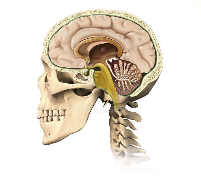 Cutaway view of human skull showing brain details isolated on white background — Stock Photo