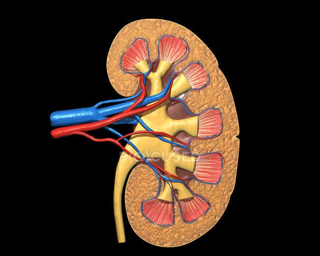 Sección transversal del riñón humano sobre fondo negro - foto de stock
