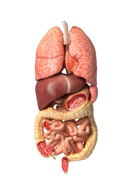 Menschliche männliche Anatomie, die innere Organe der Atemwege und des Verdauungssystems auf weißem Hintergrund zeigt — Stockfoto