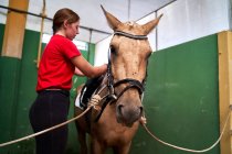 Chica cuida de su caballo antes de montar clase - foto de stock