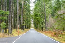 Strada asfaltata attraverso una foresta sempreverde — Foto stock