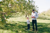 Un padre y un hijo recogiendo manzanas en un huerto de manzanas de Nueva Inglaterra. - foto de stock