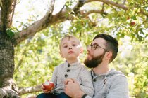 Un padre y un hijo en un huerto de manzanas. - foto de stock