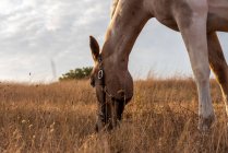 Belo cavalo vermelho pastando em um prado na primavera. — Fotografia de Stock