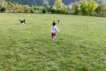 Kleines Mädchen läuft auf Wiese und spielt mit Schäferhunden — Stockfoto