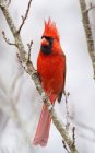 Північний кардинал сидить на фруктовому дереві — стокове фото