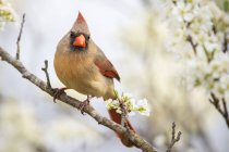 Une femme cardinal du Nord perchée dans un prunier — Photo de stock