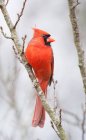 Північний кардинал сидить у фруктовому дереві взимку — стокове фото