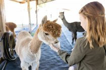 Girl hand feeding Huachaya alpaca from cup in barn at alpaca farm — Stock Photo