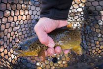 A fly fisherman holds a brown trout in his net. — Stock Photo