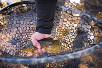 A fisherman holds a brown trout in his net. — Stock Photo