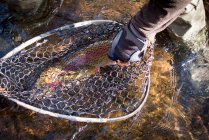A fly fisherman holds a large rainbow trout in his net. — Stock Photo