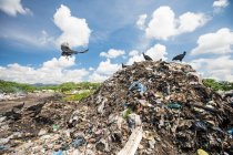 Vultures scavenge for food at the local dump — Stock Photo