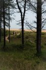 2 persone che seguono un sentiero forestale che conduce sulla costa del Norfolk — Foto stock