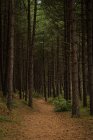 Bosque de pinos y hermoso paisaje - foto de stock
